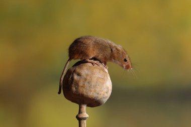 fare haşhaş kafasına hasat