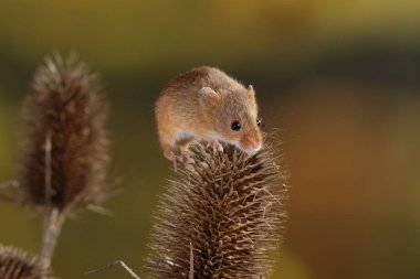 Dikenli bitki üzerinde fare hasat