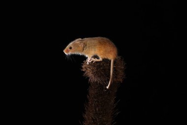 Dikenli bitki üzerinde fare hasat