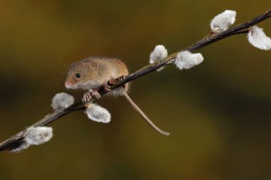 Willow'un kediler şube hasat fare 