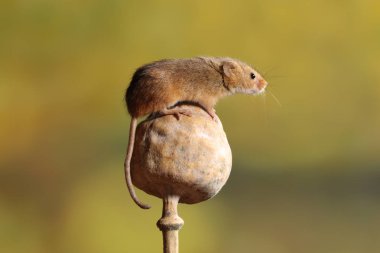 fare haşhaş kafasına hasat