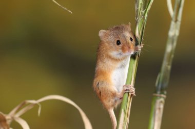 doğal ortamında yakalanan fare hasat