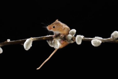 Willow'un kediler şube hasat fare 