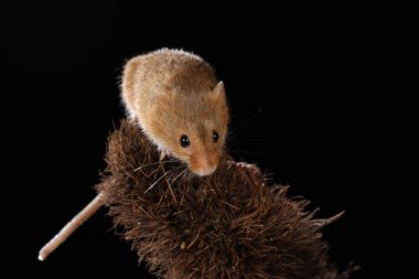 Dikenli bitki üzerinde fare hasat