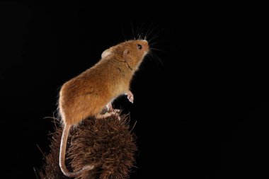 Dikenli bitki üzerinde fare hasat