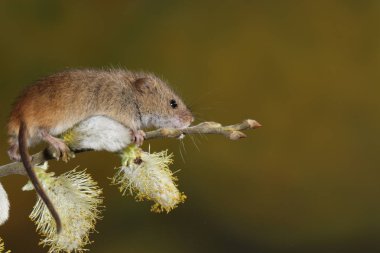 Willow'un kediler şube hasat fare 