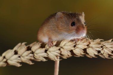 kulak buğday hasat fare