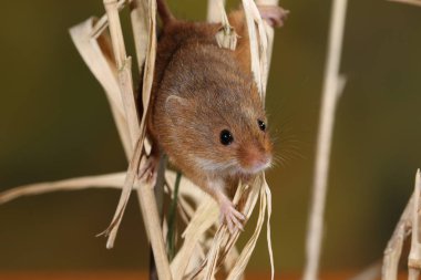 doğal ortamında yakalanan fare hasat