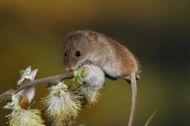 Willow'un kediler şube hasat fare 