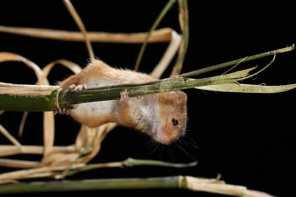 Récolte Souris Capturées Dans Habitat Naturel — Photo