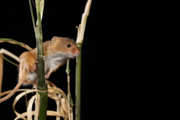 Récolte Souris Capturées Dans Habitat Naturel — Photo