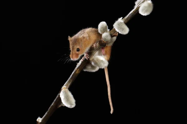 Harvest Mouse Willow Cats Branch — стоковое фото