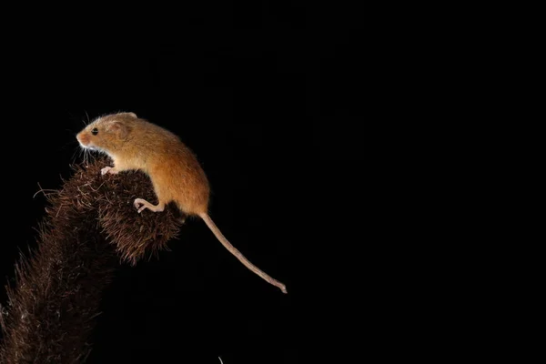 Harvest Mouse Barbed Plant — Stock Photo, Image