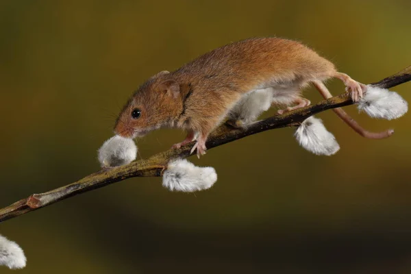 Raccolta Del Topo Sul Ramo Dei Gatti Del Salice — Foto Stock