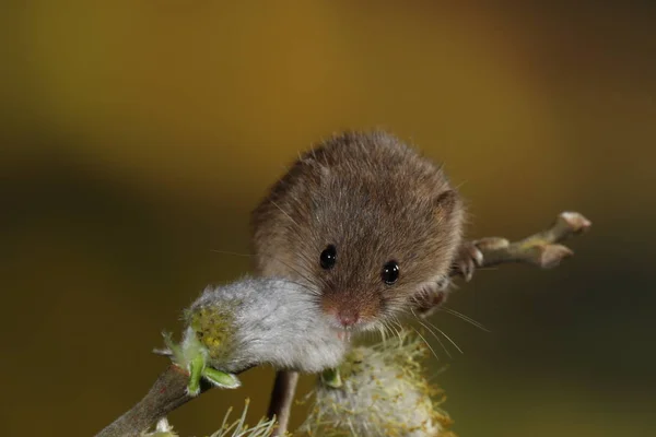 harvest mouse on the willow\'s cats branch