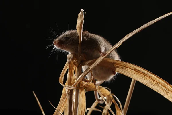 harvest mouse captured in natural habitat