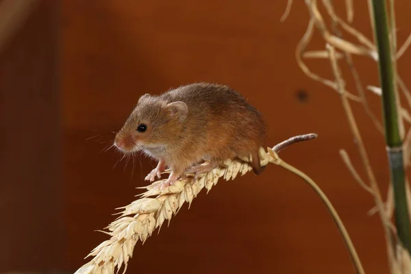 Harvest Mouse Ear Wheat — Stock Photo, Image