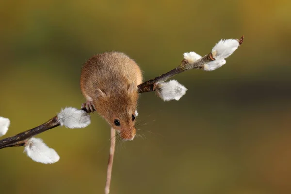 Récolte Souris Sur Branche Des Chats Saule — Photo