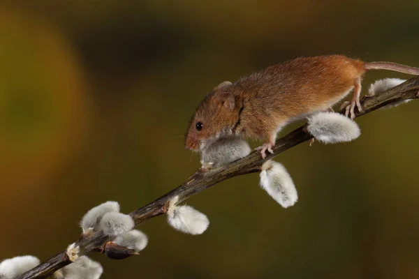 Skörda Musen Den Willow Katter Gren — Stockfoto