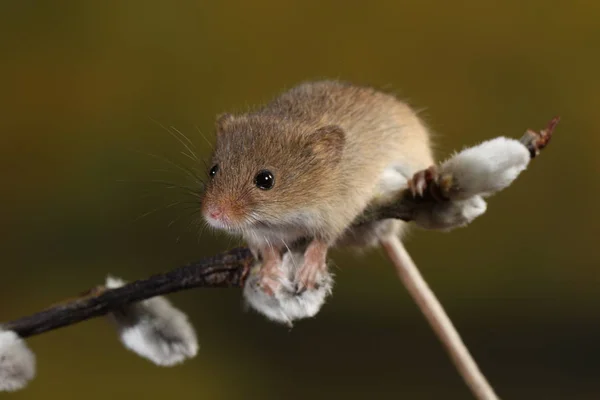 Récolte Souris Sur Branche Des Chats Saule — Photo