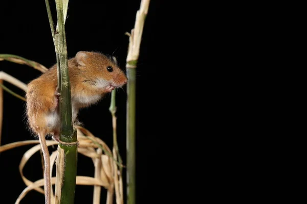 自然の生息地で捕獲した収穫マウス — ストック写真