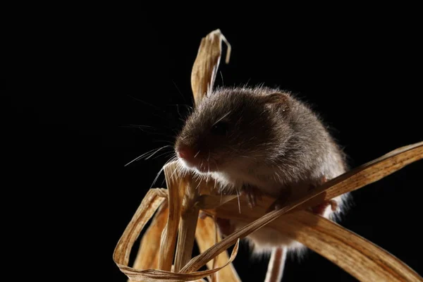 Récolte Souris Capturées Dans Habitat Naturel — Photo