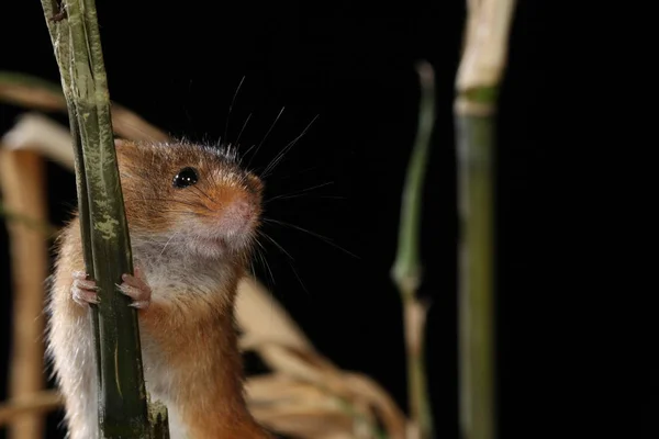 Dwergmuis Gevangen Natuurlijke Habitat — Stockfoto