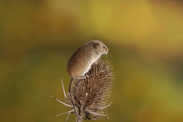 Ratón Cosecha Planta Púas — Foto de Stock