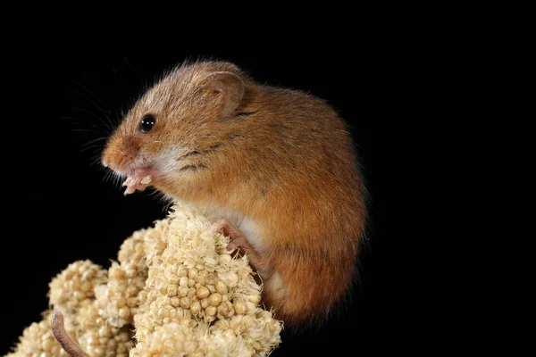 自然の生息地で捕獲した収穫マウス — ストック写真