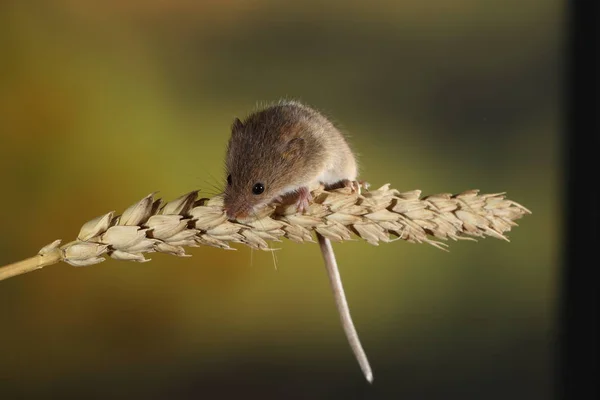 Skörda Musen Örat Vete — Stockfoto