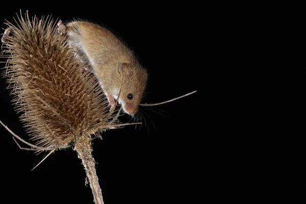 Récolte Souris Sur Plante Barbelée — Photo