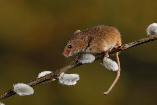 Збирати Мишку Гілці Котів Верби — стокове фото