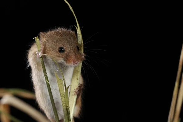 Erntemaus Natürlichem Lebensraum Gefangen — Stockfoto