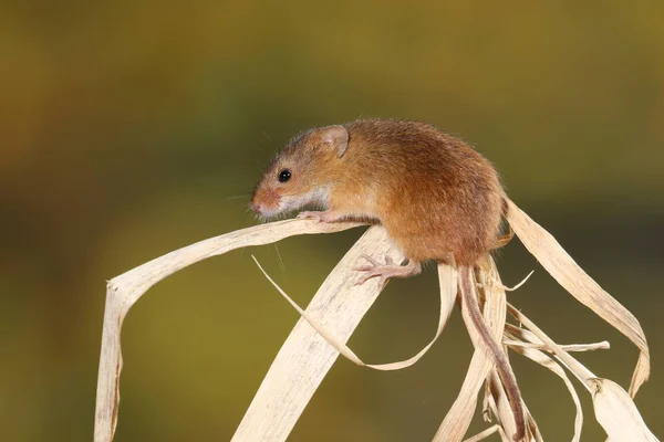 Skörden Mus Fångas Naturliga Livsmiljö — Stockfoto