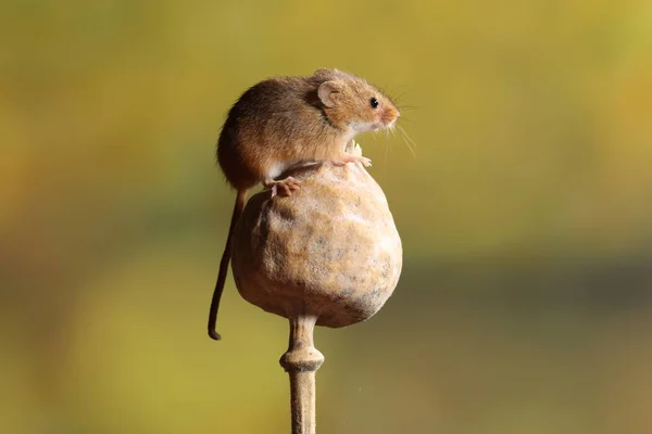 Skörda Mus Vallmo Huvudet — Stockfoto