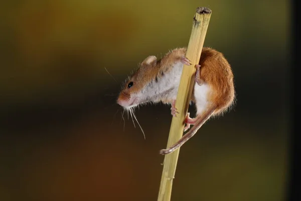 Raccolta Del Topo Catturato Habitat Naturale — Foto Stock