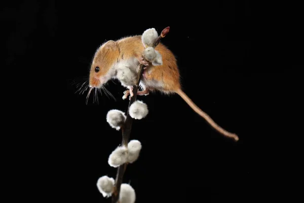 Збирати Мишку Гілці Котів Верби — стокове фото