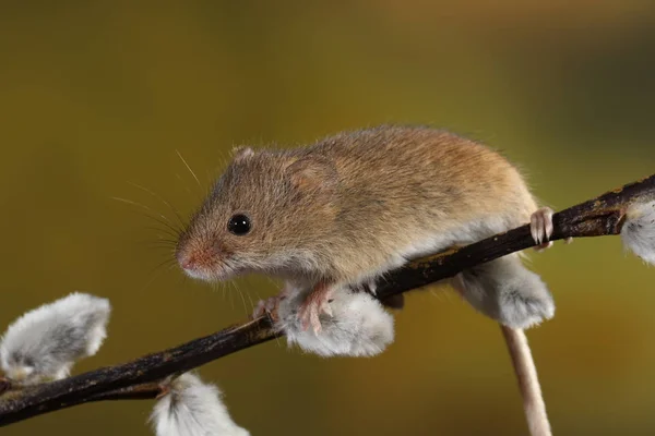 Erntemaus Auf Dem Ast Der Weidenkatzen — Stockfoto