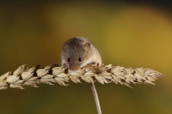 Skörda Musen Örat Vete — Stockfoto