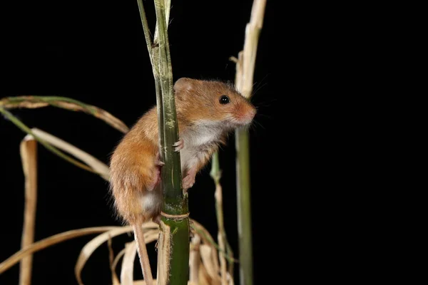 Dwergmuis Gevangen Natuurlijke Habitat — Stockfoto