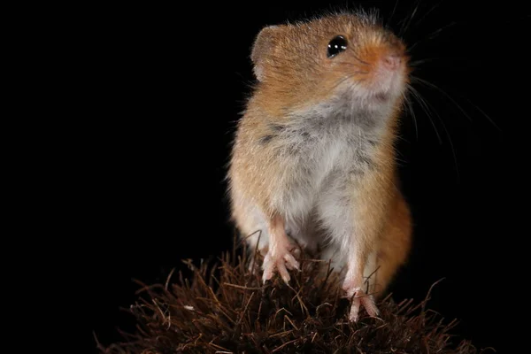 Harvest Mouse Barbed Plant — Stock Photo, Image