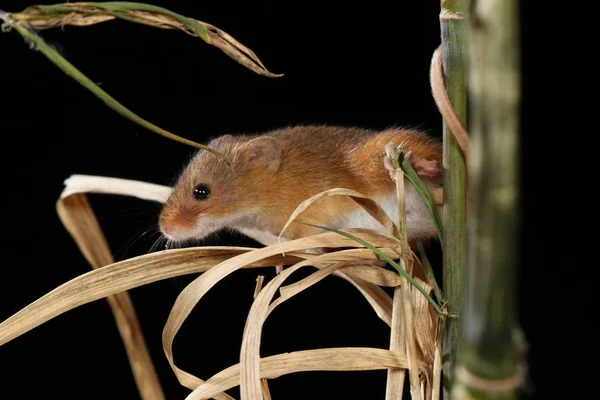 Camundongo Capturado Habitat Natural — Fotografia de Stock