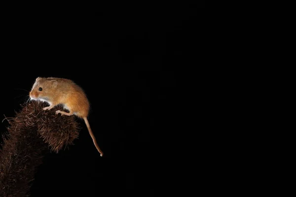 Ratón Cosecha Planta Púas —  Fotos de Stock