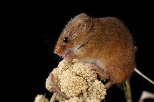 Récolte Souris Capturées Dans Habitat Naturel — Photo