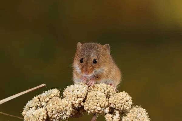 Récolte Souris Capturées Dans Habitat Naturel — Photo