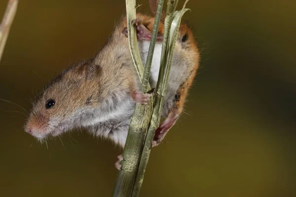 Harvest Mouse Captured Natural Habitat — Stock Photo, Image