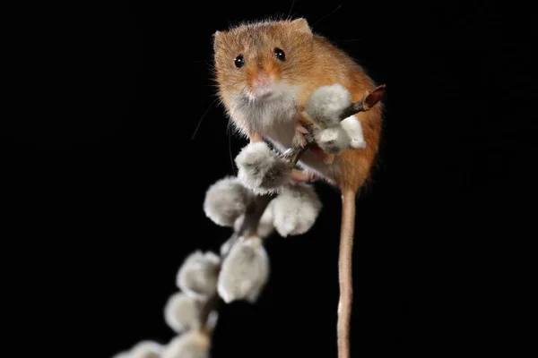 Harvest Mouse Willow Cats Branch — стоковое фото