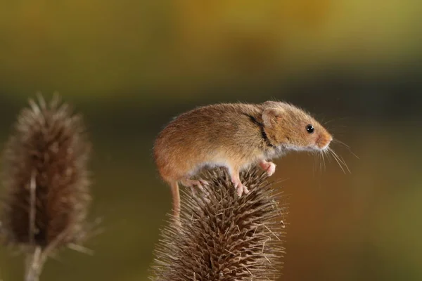 Récolte Souris Sur Plante Barbelée — Photo