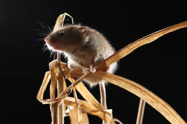 Récolte Souris Capturées Dans Habitat Naturel — Photo