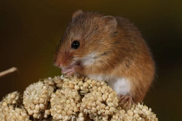 Raccolta Del Topo Catturato Habitat Naturale — Foto Stock